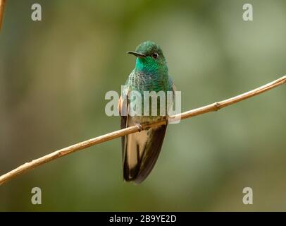 Nahaufnahme von "Stripe-tailed Hummingbird perching on a branch in Panama.Scientific Name is Eupherusa eximia." Gefunden in Mexiko, Mittelamerika. Stockfoto