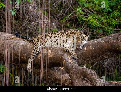 Jaguar liegt auf einem malerischen Baum mitten im Dschungel. Südamerika. Brasilien. Pantanal National Park. Stockfoto