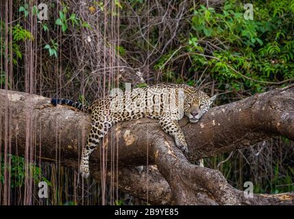 Jaguar liegt auf einem malerischen Baum mitten im Dschungel. Südamerika. Brasilien. Pantanal National Park. Stockfoto