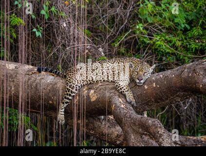 Jaguar liegt auf einem malerischen Baum mitten im Dschungel. Südamerika. Brasilien. Pantanal National Park. Stockfoto