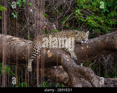 Jaguar liegt auf einem malerischen Baum mitten im Dschungel. Südamerika. Brasilien. Pantanal National Park. Stockfoto