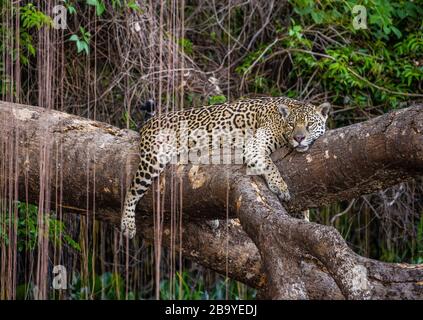 Jaguar liegt auf einem malerischen Baum mitten im Dschungel. Südamerika. Brasilien. Pantanal National Park. Stockfoto
