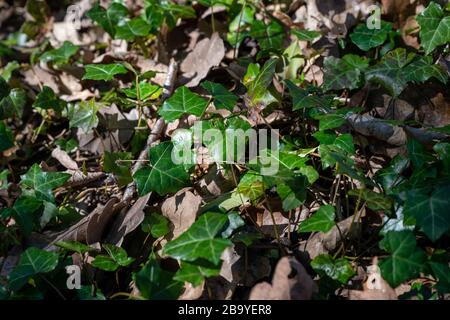 Ivy wächst wild auf dem Boden in einem Flecken Wald mit einer großen Anzahl von braunen, umgestürzten Blättern zwischen den Efeublättern. Stockfoto