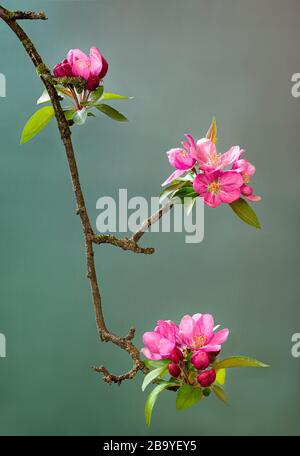 Zweig des Krabbenbaumes (Malus sp.) mit drei Haufen rosafarbener Blüte, im Frühjahr im zentralen Virginia. Flechten verschiedener Arten, die auf b wachsen Stockfoto