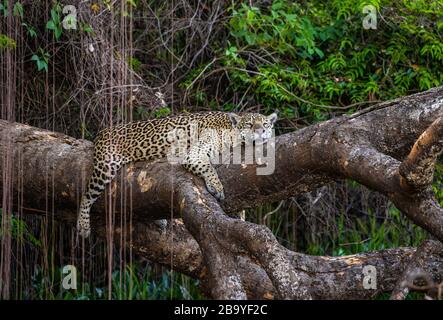 Jaguar liegt auf einem malerischen Baum mitten im Dschungel. Südamerika. Brasilien. Pantanal National Park. Stockfoto
