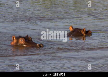 Zwei teilweise untergetauchte Nilpferde, Hippopotamus amphibisch, im Olifants River, Kruger National Park, Südafrika Stockfoto