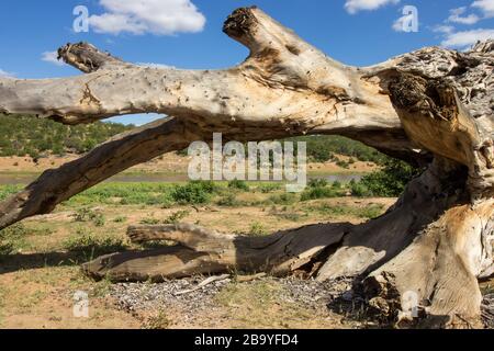 Alter, verwitterter, toter Baumstamm eines wilden Feigenbaums, der von einer Flut am Ufer des Olifants River im Krüger National Park, Südafrika, aufgespült wurde Stockfoto