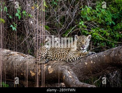 Jaguar liegt auf einem malerischen Baum mitten im Dschungel. Südamerika. Brasilien. Pantanal National Park. Stockfoto