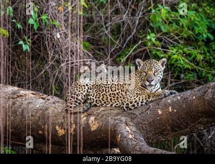 Jaguar liegt auf einem malerischen Baum mitten im Dschungel. Südamerika. Brasilien. Pantanal National Park. Stockfoto