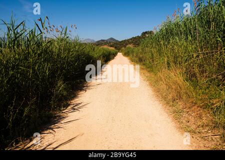 Schmutzbahn durch den Marjal bei Font Salada, Oliva, Spanien Stockfoto