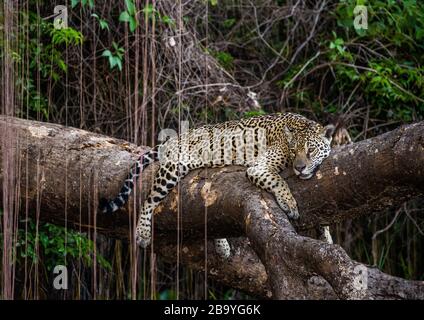 Jaguar liegt auf einem malerischen Baum mitten im Dschungel. Südamerika. Brasilien. Pantanal National Park. Stockfoto