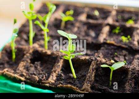 Junge Sämlinge in Tablett auf Fensterschweller Erbsen in Gewächshaus eingesät. Landwirtschaftskonzept Selective Focus Copy Space Spring Stockfoto
