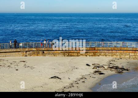 Seelöwen und Robben, die auf einer Bucht unter der Sonne in La Jolla, San Diego, Kalifornien, eintauchen. Der Strand ist vom 15. Dezember bis 15. Mai geschlossen, weil er zu einem bevorzugten Brutplatz für Robben geworden ist. Stockfoto