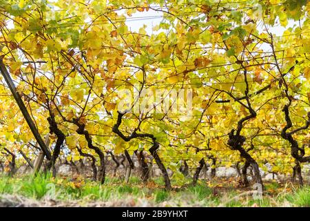Meran Wein, Meran, Trentino Alto adige, Italien. Stockfoto