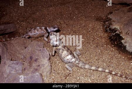 Ein Paar Crevicer Stacheleidechsen, Sceloporus poinsetti Stockfoto