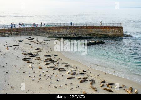 Seelöwen und Robben, die auf einer Bucht unter der Sonne in La Jolla, San Diego, Kalifornien, eintauchen. Der Strand ist vom 15. Dezember bis 15. Mai geschlossen, weil er zu einem bevorzugten Brutplatz für Robben geworden ist. Stockfoto