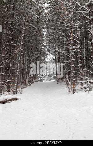 Schöner Winterblick auf einen Kiefernwaldweg mit Tierspuren im frischen, weißen Schnee Stockfoto