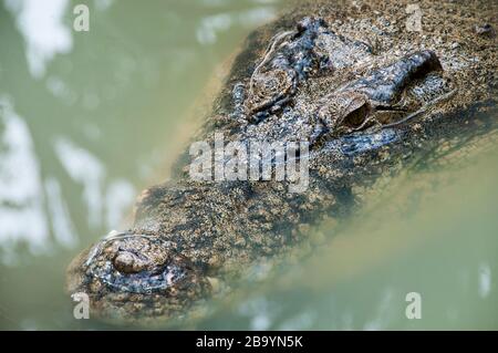 Männliches Estuarin-Salzwasserkrokodil (Crocodylus porosus), Rainforest Habitat Wildlife Sanctuary, Port Douglas, Queensland, Australien. Stockfoto