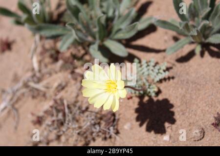 Weniger verbreitet als andere einheimische Frühlingsangehörige der südlichen Mojave-Wüste im Joshua-Tree-Nationalpark, der gelb blühende Kalkbud, Anisokom Acaulis. Stockfoto