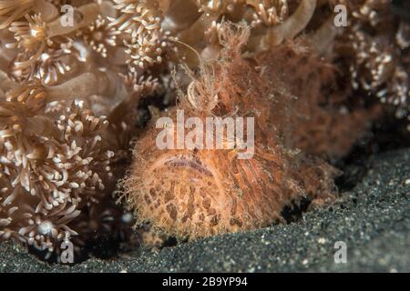 Lebewesen aus Lembeh - Unterwassermakro Fotografie Stockfoto