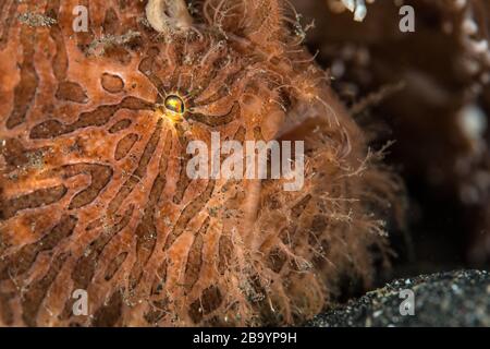 Lebewesen aus Lembeh - Unterwassermakro Fotografie Stockfoto