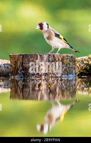 Goldfinch, der im Frühling in Mittelwales Sonne findet Stockfoto