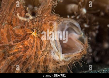 Lebewesen aus Lembeh - Unterwassermakro Fotografie Stockfoto