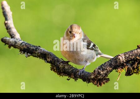 Weibliche Chaffinch Forging im Frühling Sonnenschein in Mittelwales Stockfoto