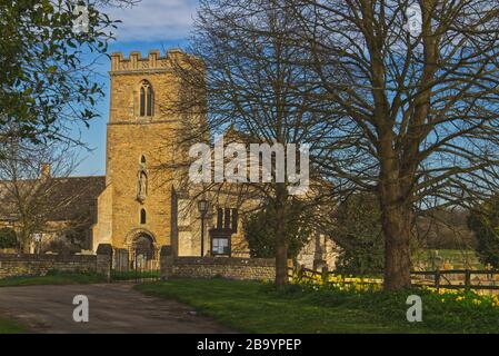 Narzissen führen an einem sonnigen Tag im Frühjahr den Weg zur Kirche St Andrew in Cotterstock, in der Nähe von Oundle in Northamptonshire, Großbritannien Stockfoto