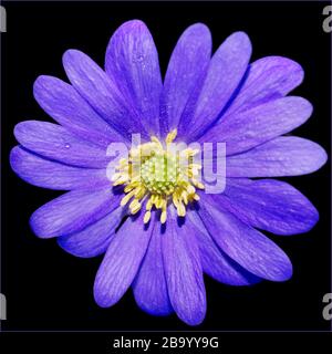 Anemone Panda Winter Blume kleine blaue Blume mit gelbem Kopf Stockfoto