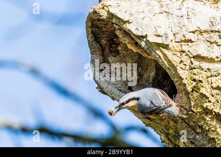 Europäischer Nuthatch, der den Eingang zum Nest mit Schlamm sichert. Frühling in Mittelwales Stockfoto