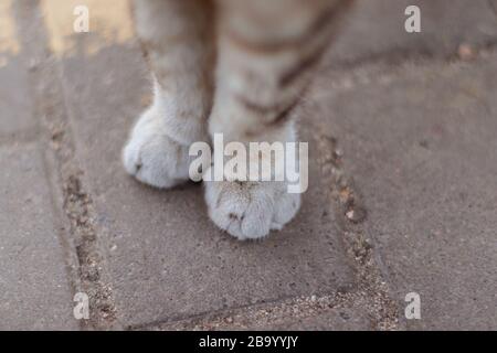 Die fast flauschigen Pfoten einer Katze draußen Stockfoto