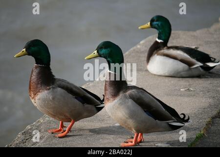 Drei männliche Enten, die auf einer Wand in der Nähe von Wasser im Hintergrund stehen Stockfoto