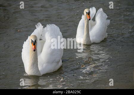 Zwei Schwäne, die in einer Reihe auf Wasser schwimmen Stockfoto