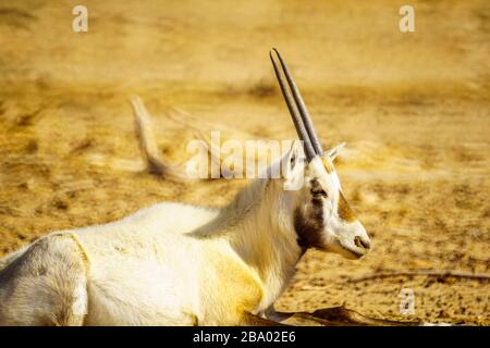 Arabian Oryx, im Yotvata Hai-Bar Naturreservat, der Arava Wüste, Südisraelisch Stockfoto