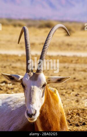 Scimitar-horned oryx, im Yotvata Hai-Bar Naturreservat, der Arava Wüste, Südisraelisch Stockfoto