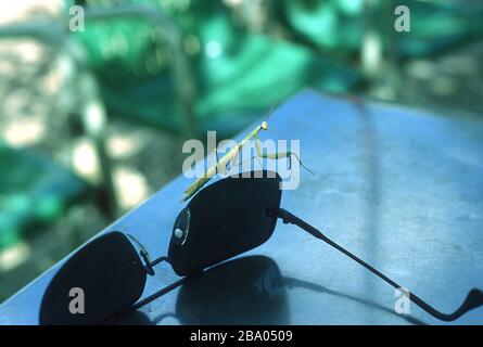 Eine betende Mantis ruht auf einer Sonnenbrille auf dem Tisch eines Caféons in Lia (Lias), Epirus, Griechenland Stockfoto