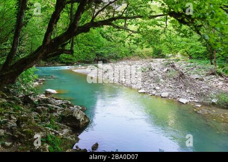 Wenig Wasser im Oberlauf des schönen Gebirgsflusses Hosta im Eibenkastenhain. Schlucht der Kaukasusberge. Sotschi, Region Krasnodar Stockfoto