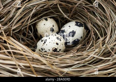 Quali- oder Wildvogeleier im Gelege aus Trockenrasen und Strohhalm, Makro, Nahaufnahme, Kopierraum, ostern- und Frühlingsferienkonzept Stockfoto