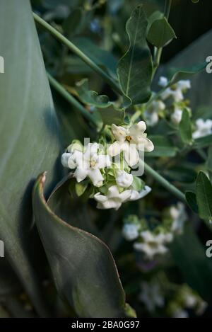 Araujia sericifera weiße Blumen Stockfoto