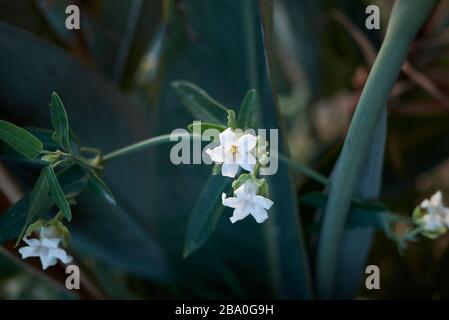 Araujia sericifera weiße Blumen Stockfoto