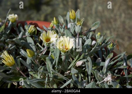 Arctotis stoechadifolia gelbe Blumen Stockfoto