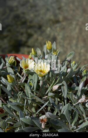 Arctotis stoechadifolia gelbe Blumen Stockfoto