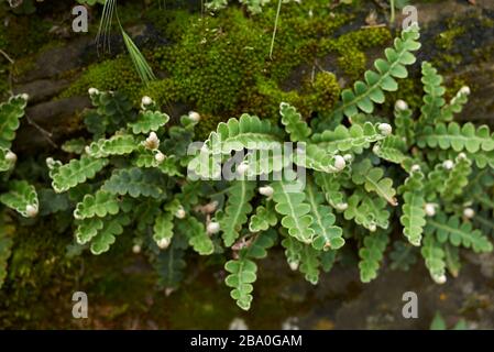 Asplenium ceterach grüne Blätter schließen sich an Stockfoto