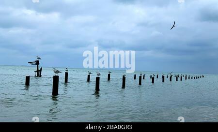 Meergull sitzt auf einem rostigen Fass im Schwarzen Meer mit dunklen Wolken. Strandbild Stockfoto