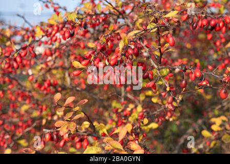 Berberis Thunbergii-Rotbeeren schließen sich Stockfoto