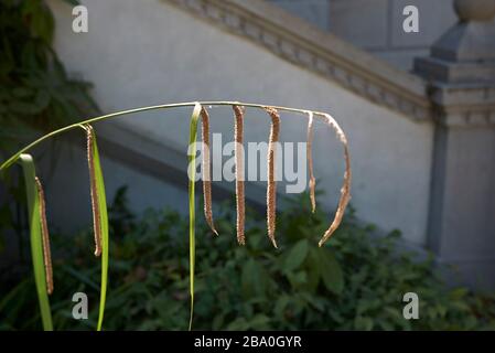 Carex Pendula in Blüte Stockfoto