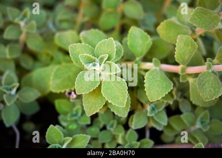 Plectranthus amboinicus grüne Blätter Stockfoto