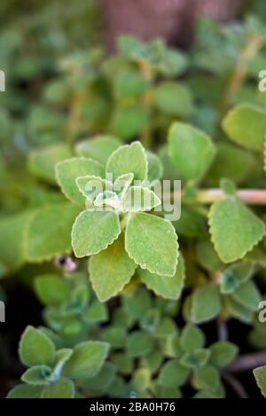 Plectranthus amboinicus grüne Blätter Stockfoto