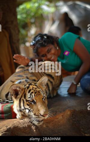 Besucher dürfen im Wat Pha Luang Ta Bua in Thailand für Bilder mit den Tigern posieren. Stockfoto